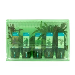 Bloomique Plantes Et Décoration | - Set de 5 - plantes d'aquarium véritables - plantes aquatiques - purifiantes - hauteur 15-20 cm