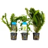 Bloomique Plantes Et Décoration | - Set de 3 - plantes d'aquarium véritables - accessoires d'aquarium - hauteur 15-20 cm