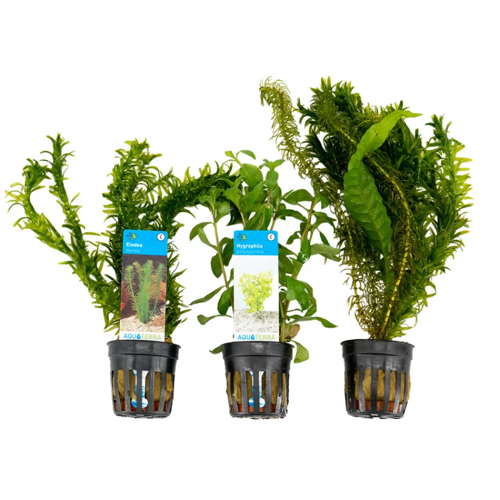 Bloomique Plantes Et Décoration | - Set de 3 - plantes d'aquarium véritables - accessoires d'aquarium - hauteur 15-20 cm