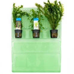 Bloomique Plantes Et Décoration | - Set de 3 - plantes d'aquarium véritables - accessoires d'aquarium - hauteur 15-20 cm