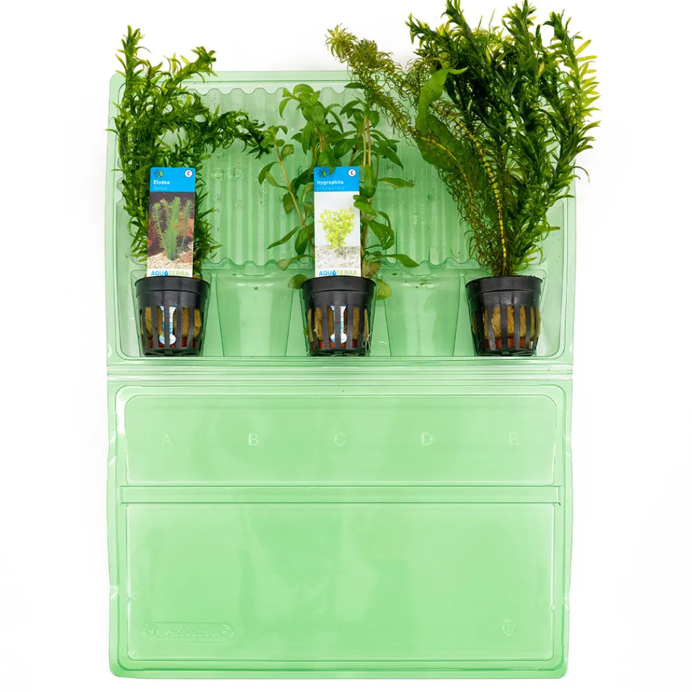 Bloomique Plantes Et Décoration | - Set de 3 - plantes d'aquarium véritables - accessoires d'aquarium - hauteur 15-20 cm