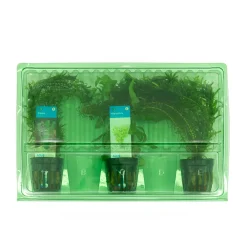 Bloomique Plantes Et Décoration | - Set de 3 - plantes d'aquarium véritables - accessoires d'aquarium - hauteur 15-20 cm