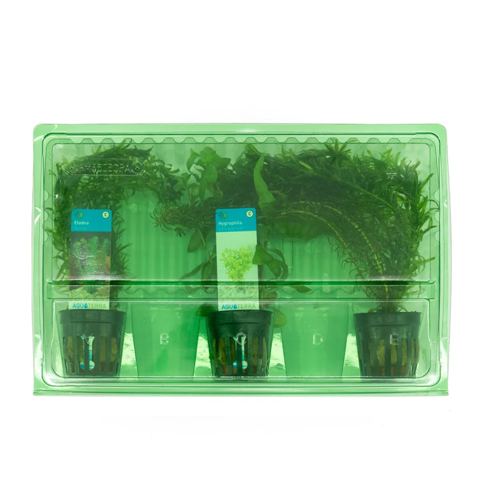 Bloomique Plantes Et Décoration | - Set de 3 - plantes d'aquarium véritables - accessoires d'aquarium - hauteur 15-20 cm