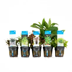Bloomique Plantes Et Décoration | - Set de 5 - plantes d'aquarium véritables - plantes aquatiques - purifiantes - hauteur 15-20 cm