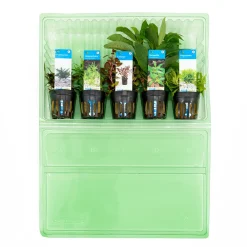 Bloomique Plantes Et Décoration | - Set de 5 - plantes d'aquarium véritables - plantes aquatiques - purifiantes - hauteur 15-20 cm
