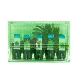 Bloomique Plantes Et Décoration | - Set de 5 - plantes d'aquarium véritables - plantes aquatiques - purifiantes - hauteur 15-20 cm