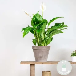 Bloomique Plantes Fleuries | - Spathiphyllum - fleur de lune - plante d’intérieur - dépolluante - 60-80 cm de haut - pot 17 cm