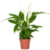 Bloomique - Spathiphyllum - fleur de lune - plantes d’intérieur - dépolluante - hauteur 30-40 cm - pot 12 cm Best