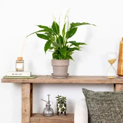 Bloomique - Spathiphyllum - fleur de lune - plantes d’intérieur - dépolluante - hauteur 30-40 cm - pot 12 cm Best