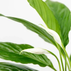 Bloomique - Spathiphyllum - fleur de lune - plantes d’intérieur - dépolluante - hauteur 30-40 cm - pot 12 cm Best