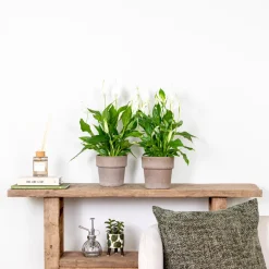 Bloomique - Spathiphyllum - fleur de lune - plantes d’intérieur - dépolluante - hauteur 30-40 cm - pot 12 cm Best