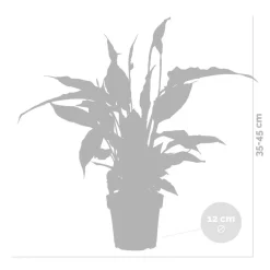 Bloomique - Spathiphyllum - fleur de lune - plantes d’intérieur - dépolluante - hauteur 30-40 cm - pot 12 cm Best