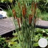 Bloomique Plantes De Bassin | - Typha latifolia - grand massette - cigare des marais - 15-25 cm de haut - pot 9 cm