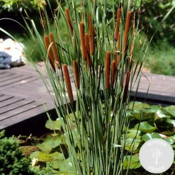 Bloomique Plantes De Bassin | - Typha latifolia - grand massette - cigare des marais - 15-25 cm de haut - pot 9 cm