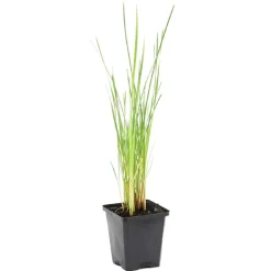 Bloomique Plantes De Bassin | - Typha latifolia - grand massette - cigare des marais - 15-25 cm de haut - pot 9 cm