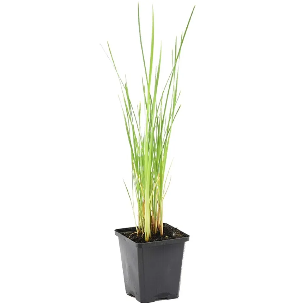 Bloomique Plantes De Bassin | - Typha latifolia - grand massette - cigare des marais - 15-25 cm de haut - pot 9 cm