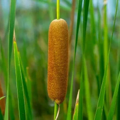 Bloomique Plantes De Bassin | - Typha latifolia - grand massette - cigare des marais - 15-25 cm de haut - pot 9 cm
