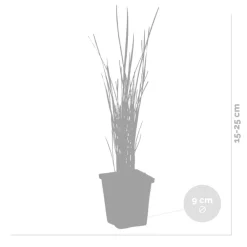 Bloomique Plantes De Bassin | - Typha latifolia - grand massette - cigare des marais - 15-25 cm de haut - pot 9 cm