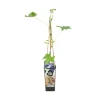 Bloomique - Vitis vinifera 'boskoop glory' - plant de raisin - raisins bleus - ⌀14 cm - hauteur 60-70cm Clearance