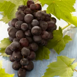 Bloomique - Vitis vinifera 'boskoop glory' - plant de raisin - raisins bleus - ⌀14 cm - hauteur 60-70cm Clearance