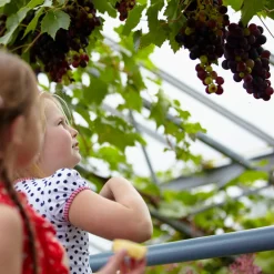Bloomique - Vitis vinifera 'boskoop glory' - plant de raisin - raisins bleus - ⌀14 cm - hauteur 60-70cm Clearance