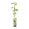 Bloomique - Vitis vinifera 'vroege van der laan' - plant de raisin - raisins blancs - ⌀14 cm - hauteur 60-70cm Outlet