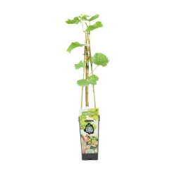 Bloomique - Vitis vinifera 'vroege van der laan' - plant de raisin - raisins blancs - ⌀14 cm - hauteur 60-70cm Outlet