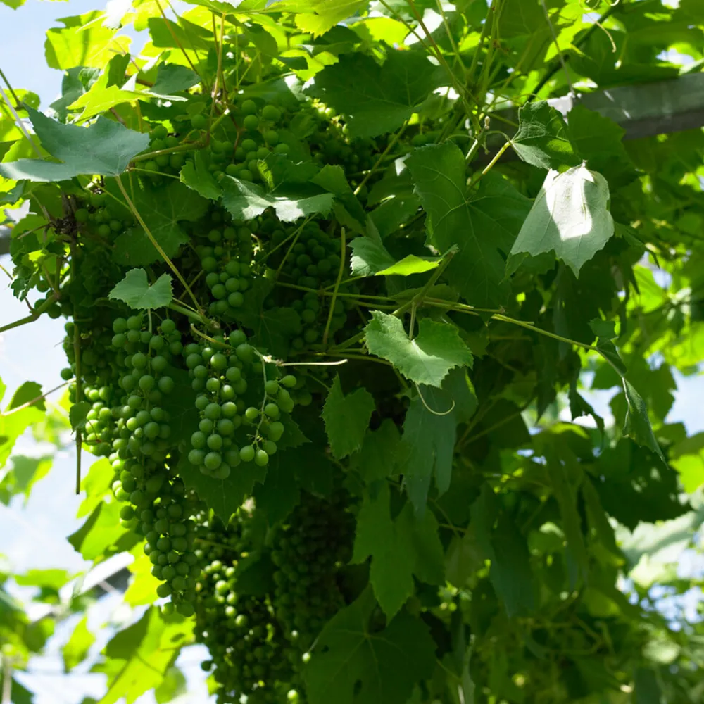 Bloomique - Vitis vinifera 'vroege van der laan' - plant de raisin - raisins blancs - ⌀14 cm - hauteur 60-70cm Outlet