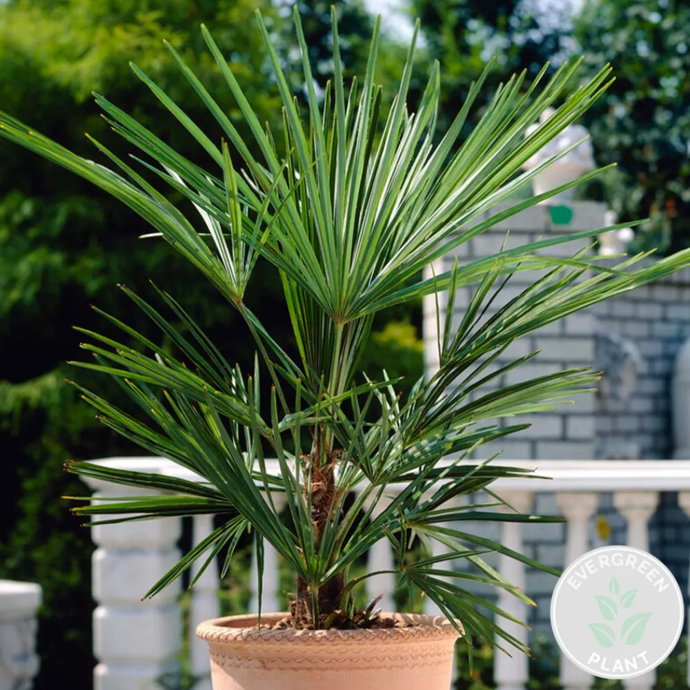 Bloomique - Washingtonia robusta - palmier éventail mexicain - palmier rustique - hauteur 80-100 cm - pot 21 cm Outlet