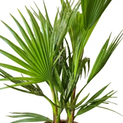 Bloomique - Washingtonia robusta - palmier éventail mexicain - palmier rustique - hauteur 80-100 cm - pot 21 cm Outlet