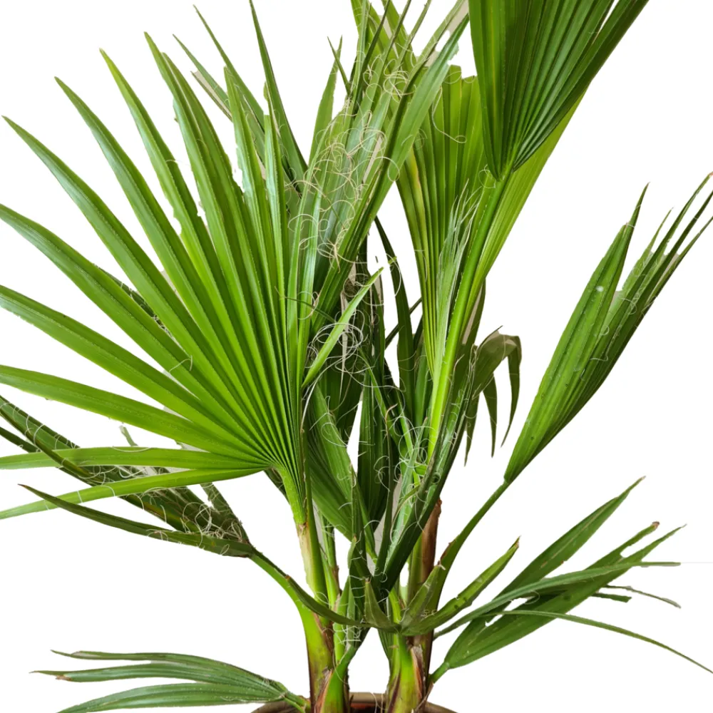 Bloomique - Washingtonia robusta - palmier éventail mexicain - palmier rustique - hauteur 80-100 cm - pot 21 cm Outlet