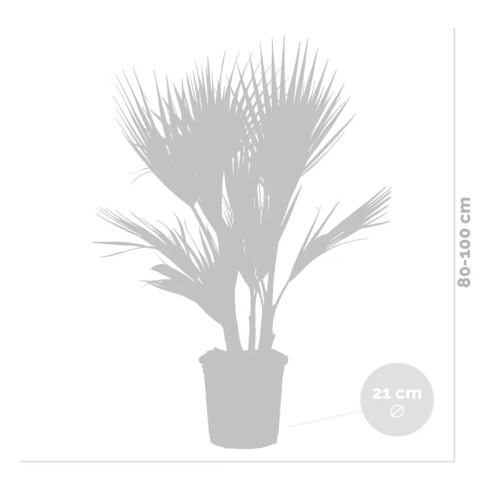 Bloomique - Washingtonia robusta - palmier éventail mexicain - palmier rustique - hauteur 80-100 cm - pot 21 cm Outlet