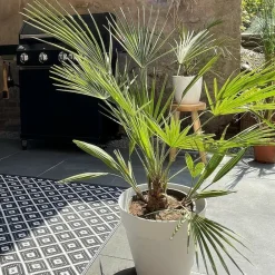 Bloomique - Washingtonia robusta - palmier éventail mexicain - palmier rustique - hauteur 80-100 cm - pot 21 cm Outlet