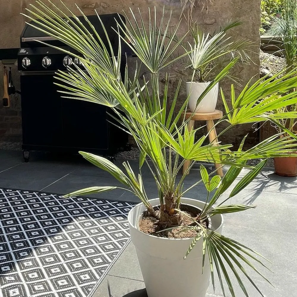 Bloomique - Washingtonia robusta - palmier éventail mexicain - palmier rustique - hauteur 80-100 cm - pot 21 cm Outlet
