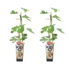 Bloomique Fruitiers Et Agrumes | - 2x ficus carica 'brown turkey' - figuier - arbres fruitiers - ⌀14 cm - hauteur 60-70cm