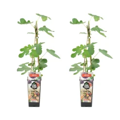 Bloomique Fruitiers Et Agrumes | - 2x ficus carica 'brown turkey' - figuier - arbres fruitiers - ⌀14 cm - hauteur 60-70cm