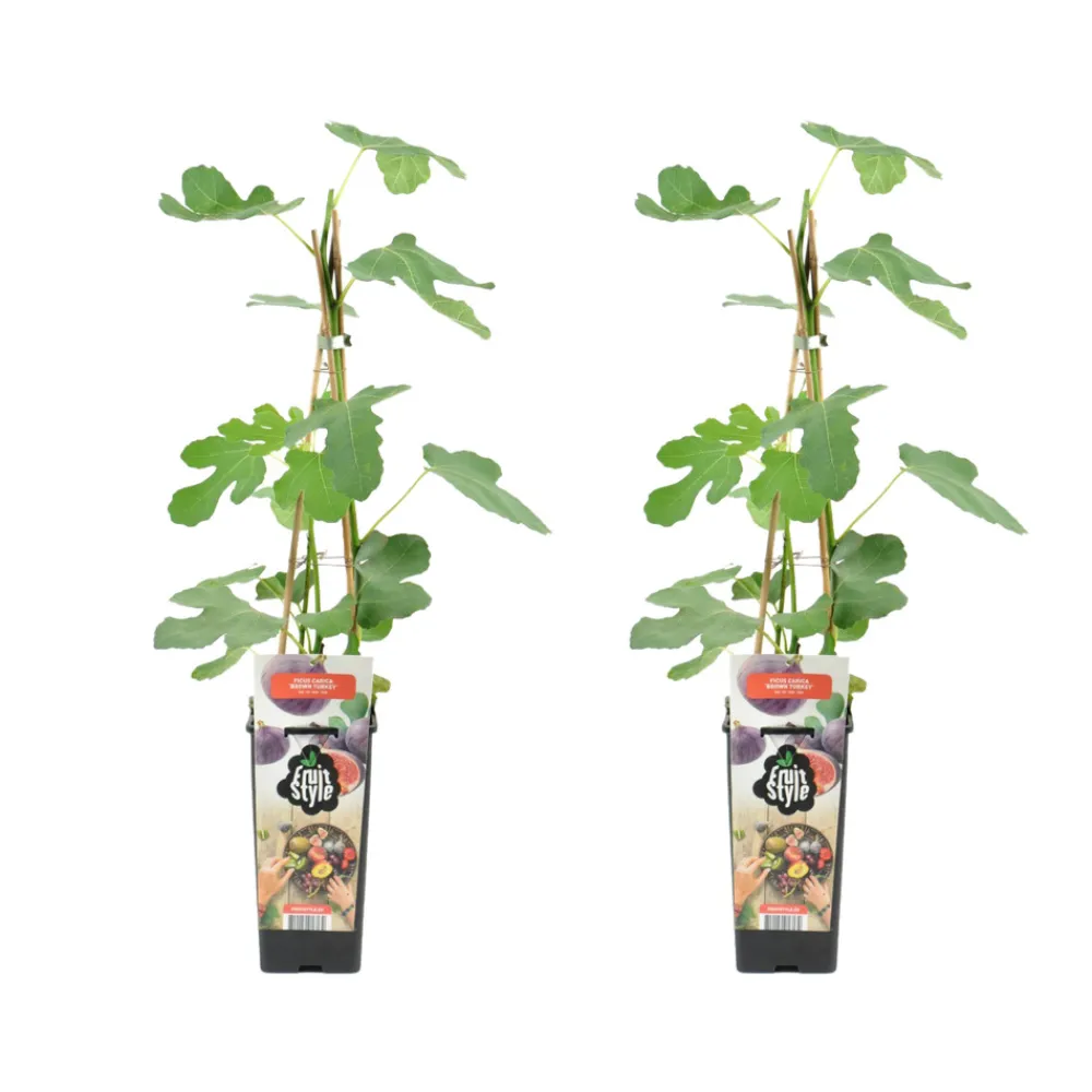 Bloomique Fruitiers Et Agrumes | - 2x ficus carica 'brown turkey' - figuier - arbres fruitiers - ⌀14 cm - hauteur 60-70cm
