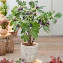 Bloomique Fruitiers Et Agrumes | - 2x ficus carica 'brown turkey' - figuier - arbres fruitiers - ⌀14 cm - hauteur 60-70cm