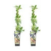 Bloomique Petits Fruits | - 2x vaccinium corymbosum 'goldtraube' - myrtille - plantes fruitières - ⌀14 cm - hauteur 60-70cm