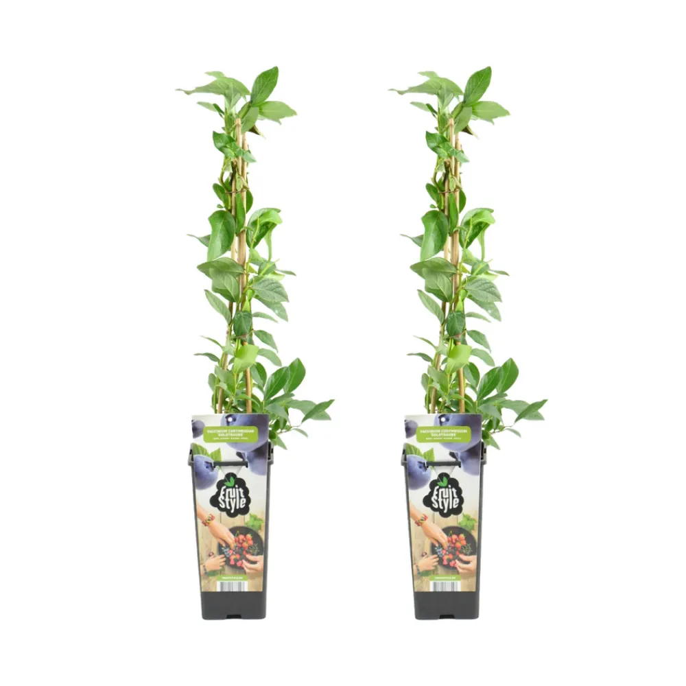 Bloomique Petits Fruits | - 2x vaccinium corymbosum 'goldtraube' - myrtille - plantes fruitières - ⌀14 cm - hauteur 60-70cm