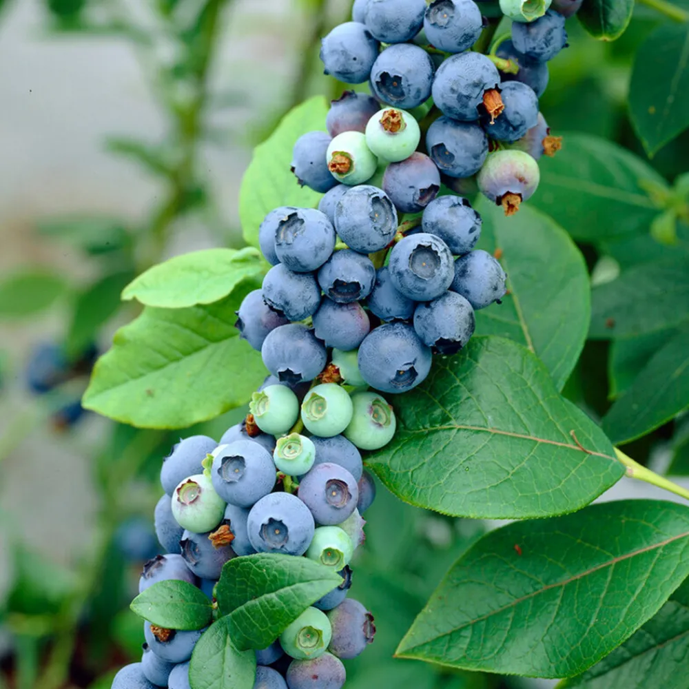 Bloomique Petits Fruits | - 2x vaccinium corymbosum 'goldtraube' - myrtille - plantes fruitières - ⌀14 cm - hauteur 60-70cm