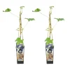 Bloomique - 2x vitis vinifera 'boskoop glory' - plant de raisin - raisins bleus - ⌀14 cm - hauteur 60-70cm