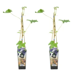 Bloomique - 2x vitis vinifera 'boskoop glory' - plant de raisin - raisins bleus - ⌀14 cm - hauteur 60-70cm