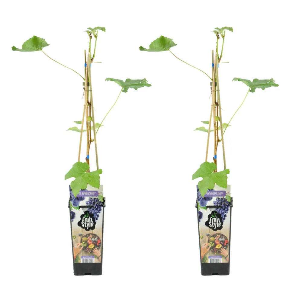 Bloomique - 2x vitis vinifera 'boskoop glory' - plant de raisin - raisins bleus - ⌀14 cm - hauteur 60-70cm