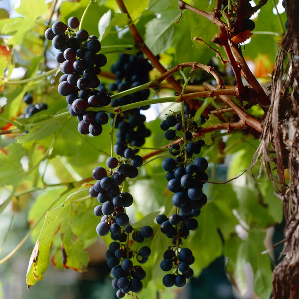 Bloomique - 2x vitis vinifera 'boskoop glory' - plant de raisin - raisins bleus - ⌀14 cm - hauteur 60-70cm