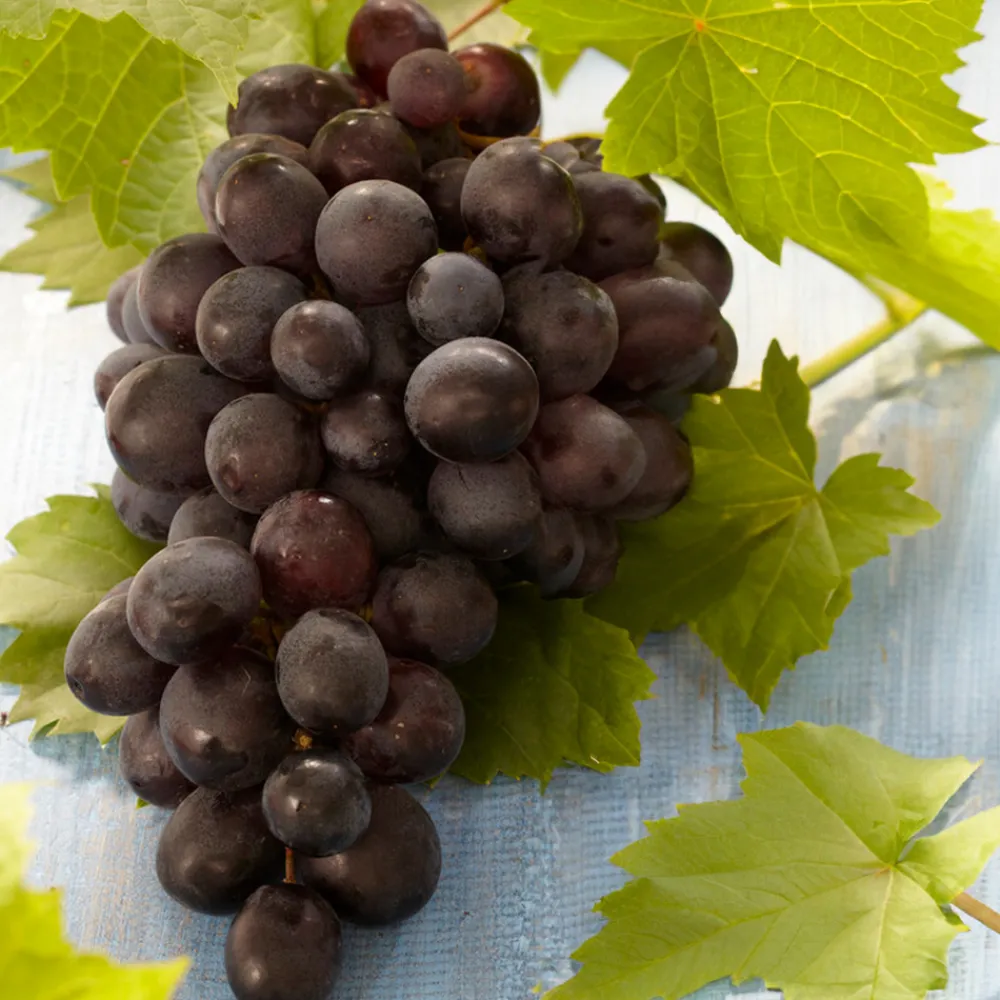 Bloomique - 2x vitis vinifera 'boskoop glory' - plant de raisin - raisins bleus - ⌀14 cm - hauteur 60-70cm