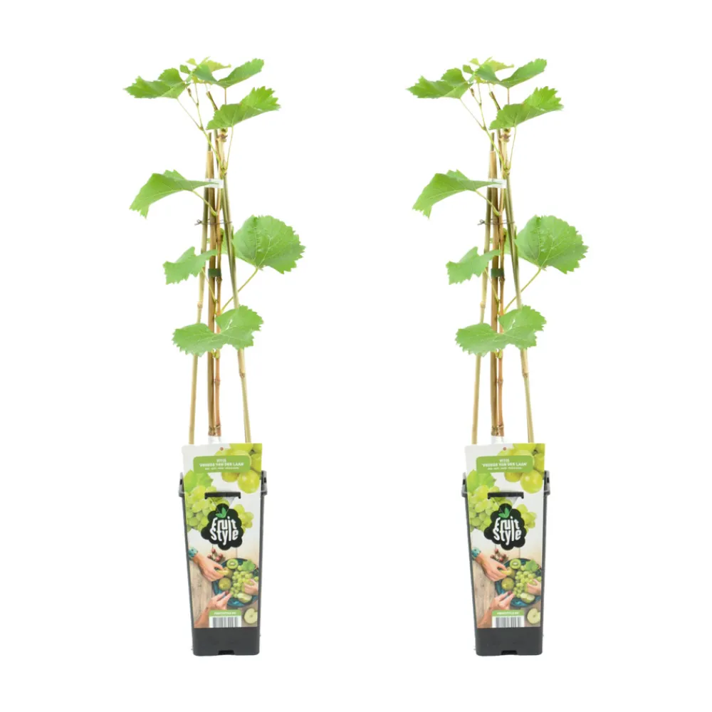 Bloomique - 2x vitis vinifera 'vroege van der laan' - plant de raisin - ⌀14 cm - hauteur 60-70cm