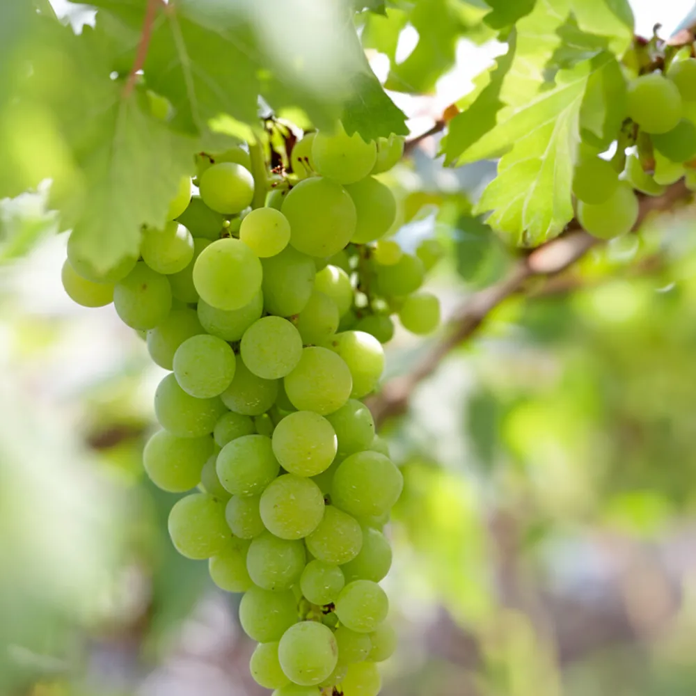 Bloomique - 2x vitis vinifera 'vroege van der laan' - plant de raisin - ⌀14 cm - hauteur 60-70cm