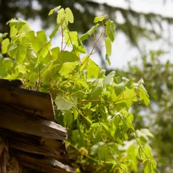 Bloomique - 2x vitis vinifera 'vroege van der laan' - plant de raisin - ⌀14 cm - hauteur 60-70cm