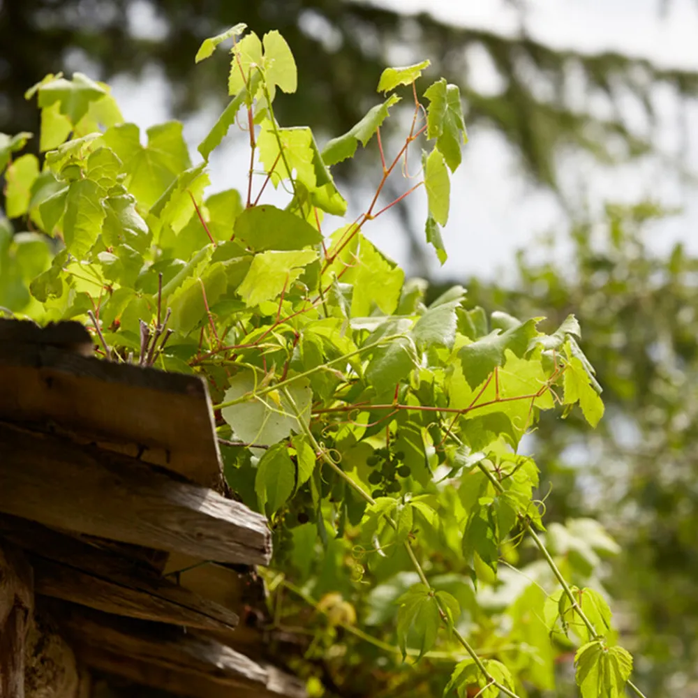Bloomique - 2x vitis vinifera 'vroege van der laan' - plant de raisin - ⌀14 cm - hauteur 60-70cm